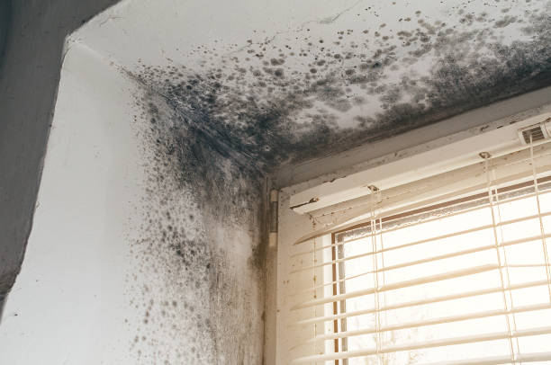 Affordable Mold Cleanup solutions in Cary, NC